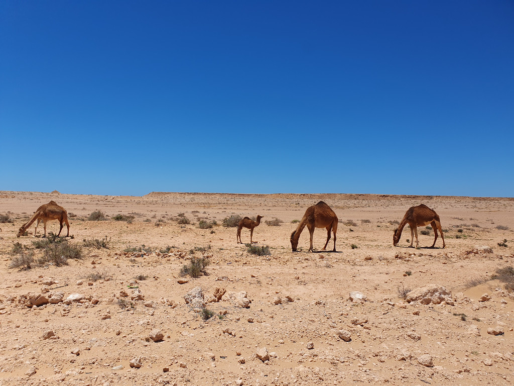 L'immensité du désert ponctuée de dromadaires
