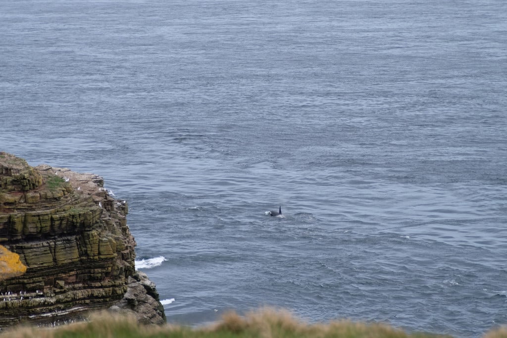 Killer whales seen from Duncansby Head headland. 